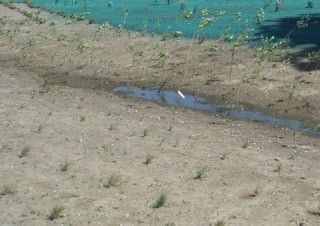 Demonstration garden during establishment