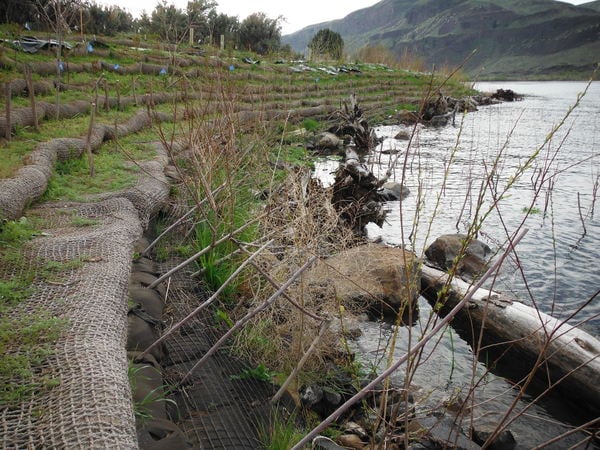 Shoreline mitigation at planting