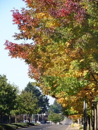 Street trees