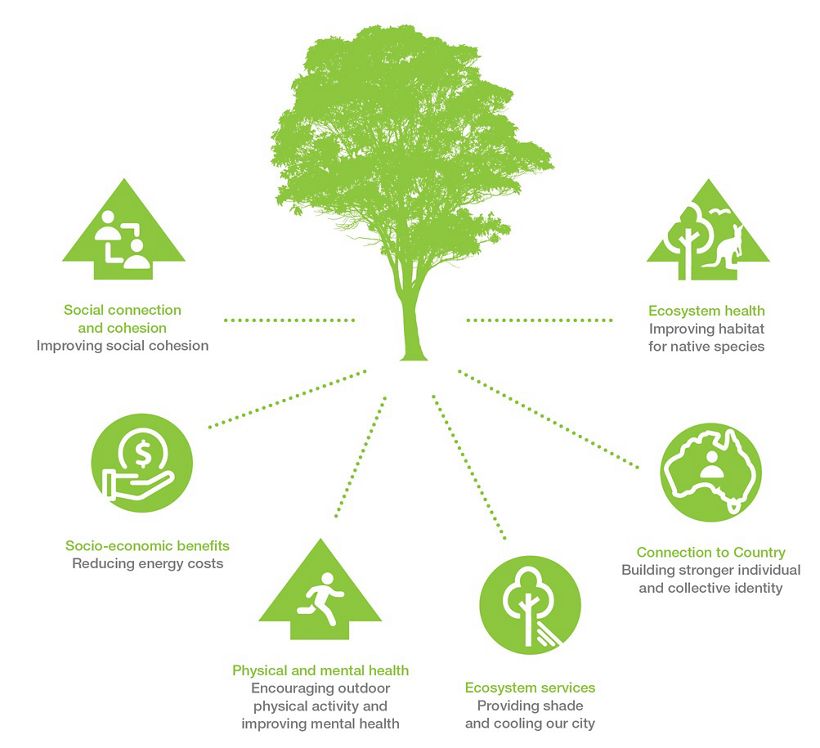 Urban Forestry blog - Living_Melbourne-Benefits_Tree