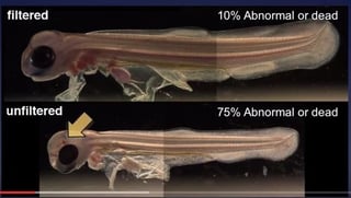 Developing Coho Salmon Embryos